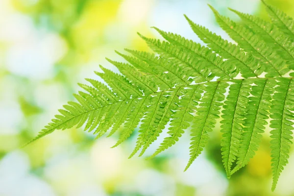 Fern on green background close-up — Stock Photo, Image