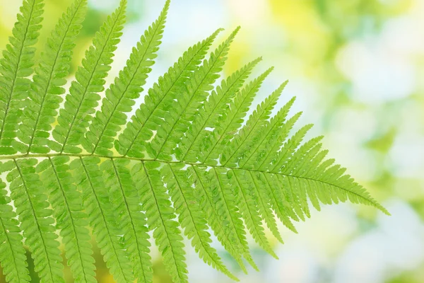 Fern on green background close-up — Stock Photo, Image