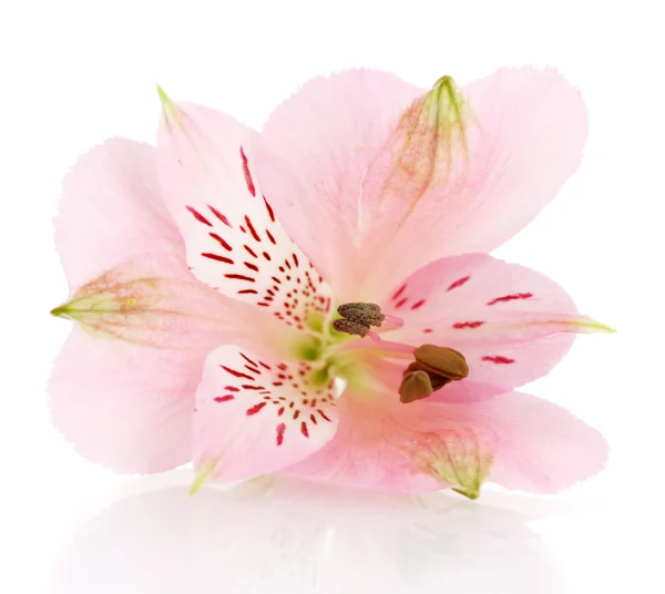 Alstroemeria rosa blomma isolerad på vit — Stockfoto