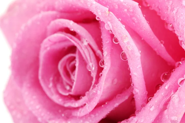 Rosa bonita rosa com gotas de perto, isolado em branco — Fotografia de Stock