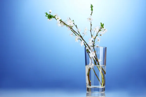 Schöne Kirschblüte in der Vase auf blauem Hintergrund — Stockfoto
