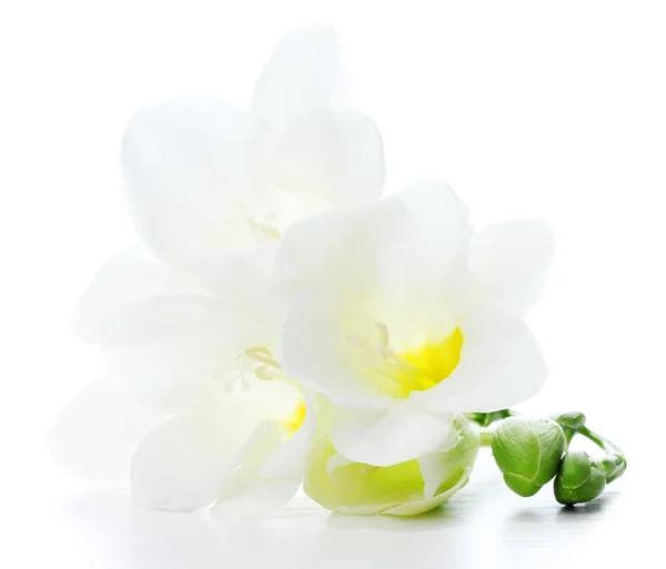 아름 다운 freesia 흰색 절연 — 스톡 사진