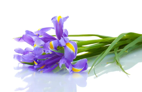 Vackra ljusa Iris isolerad på vit — Stockfoto
