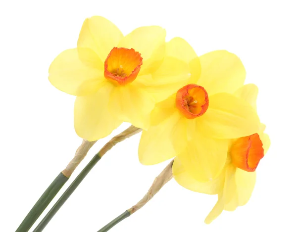 Smukke gule påskeliljer isoleret på hvid - Stock-foto