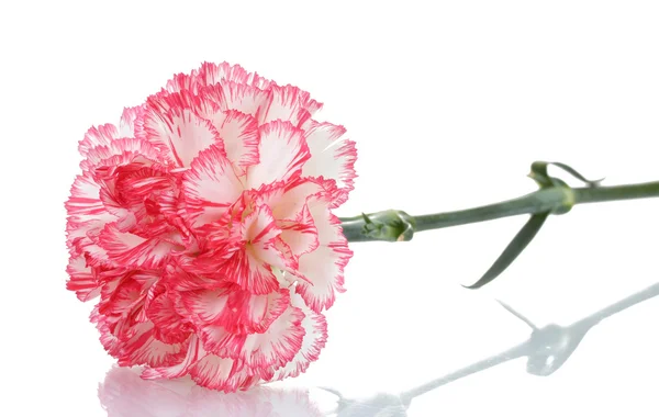 两个粉红色的白色上隔绝的美丽康乃馨 — 图库照片