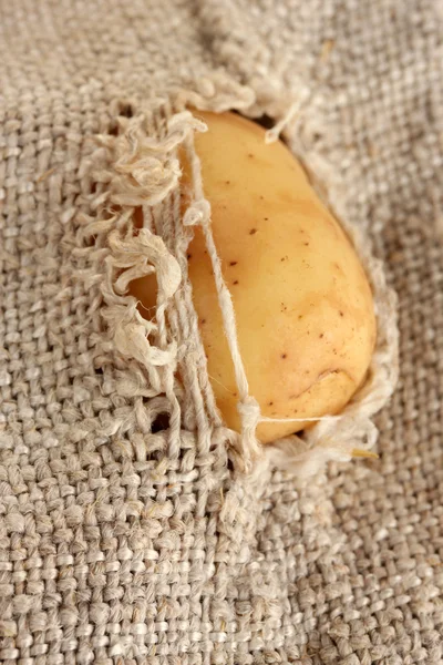 Aardappelen in een gescheurde zak close-up — Stockfoto