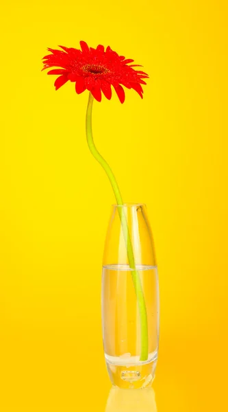 Beautiful red gerbera in vase on yellow background close-up — Stock Photo, Image