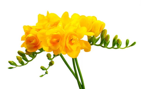 Beautiful yellow freesias isolated on white — Stock Photo, Image
