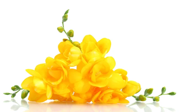 Gyönyörű sárga freesias elszigetelt fehér — Stock Fotó