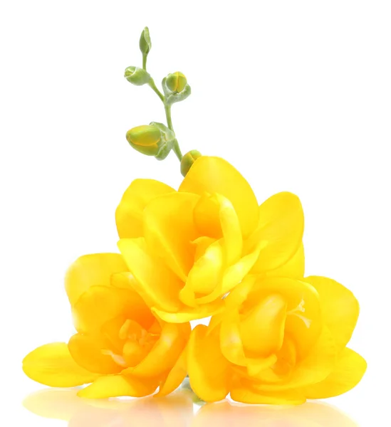 Bela freesia amarela isolada no branco — Fotografia de Stock