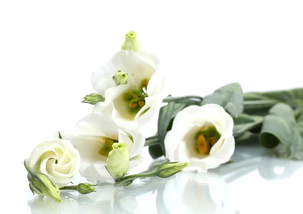 Schöne Frühlingsblumen isoliert auf weiß — Stockfoto