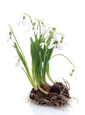 Snowdrops with roots and soil isolated on white