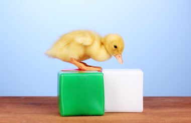 Duckling and cubes on wooden table on blue background clipart