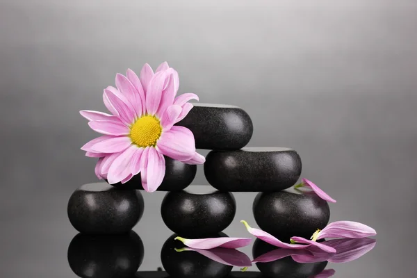 Wellness-Steine und Blume auf grauem Hintergrund — Stockfoto