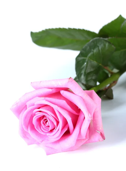 Krásná růžová růže izolovaná na bílém — Stock fotografie