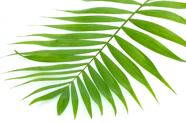 Красивый зеленый лист пальмы, изолированный на белом — стоковое фото