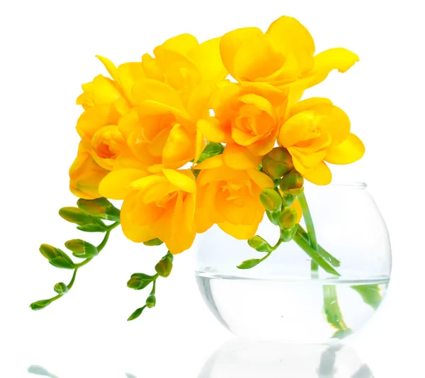 아름 다운 노란 freesias 흰색 절연 꽃병 — 스톡 사진