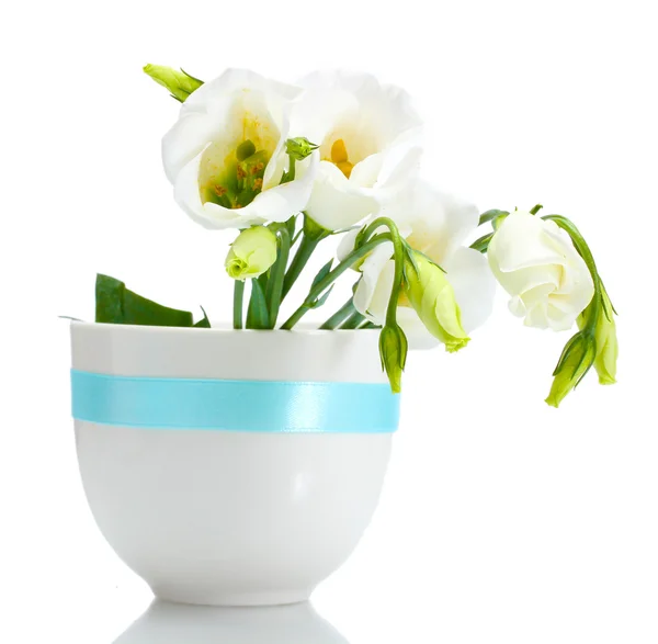 Bellissimi fiori primaverili in vaso isolato su bianco — Foto Stock