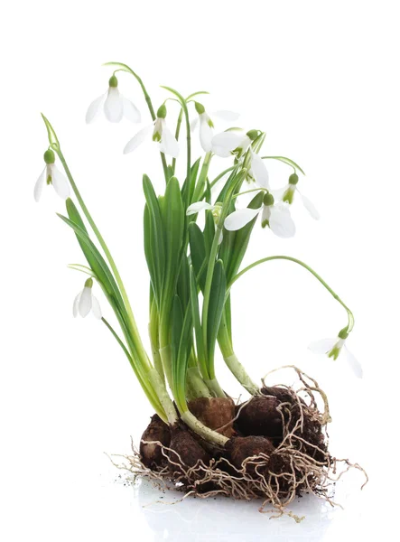 Snowdrops with roots and soil isolated on white — Stock Photo, Image
