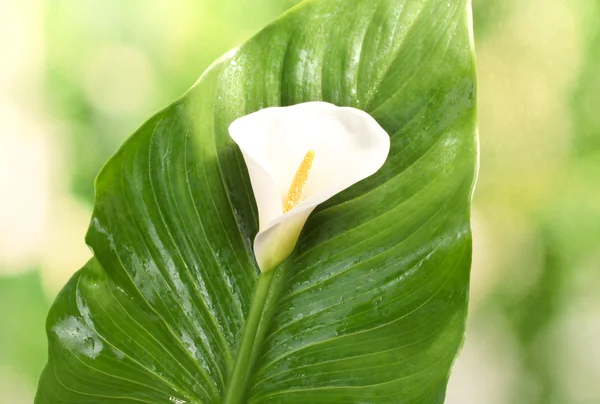 stock image White calla with leaf on bright green background close-up