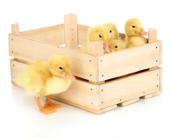 Duckling in crate isolated on white — Stock Photo, Image