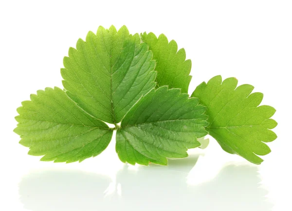 Зеленые листья клубники изолированы на белом — стоковое фото