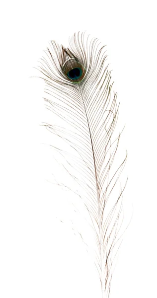 Peacock feather on white background — Stock Photo, Image