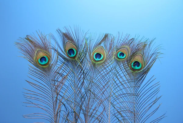 Piume di pavone su sfondo blu — Foto Stock