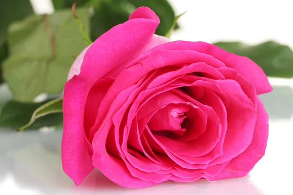 Gyönyörű rózsaszín rózsa, a közeli fehér háttér — Stock Fotó