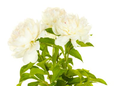 güzel peonies üzerinde beyaz izole