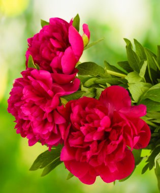 güzel pembe peonies yeşil zemin üzerine