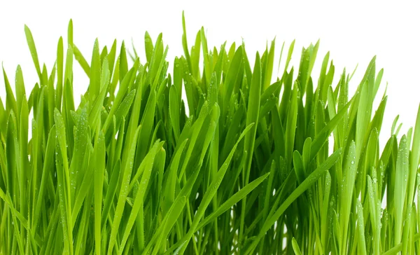 Hermosa hierba verde aislado en blanco — Foto de Stock