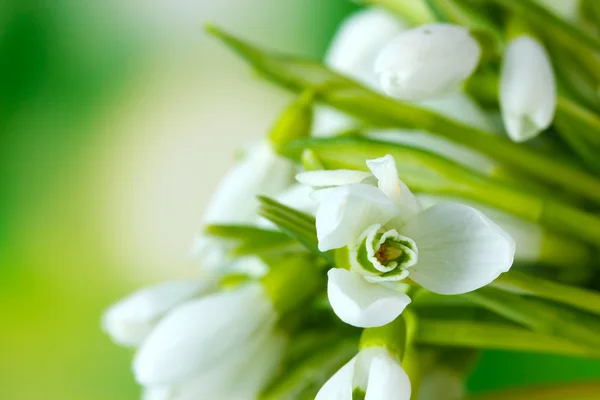 Beautiful snowdrops on green background — Stock Photo, Image