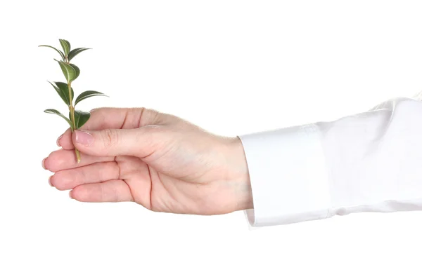 Woman hand with plant isolated on white — Stock Photo, Image