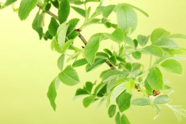 Zweig mit grünen Blättern auf grünem Hintergrund — Stockfoto