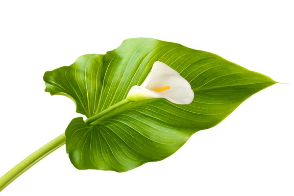 stock image White calla with leaf isolated on white