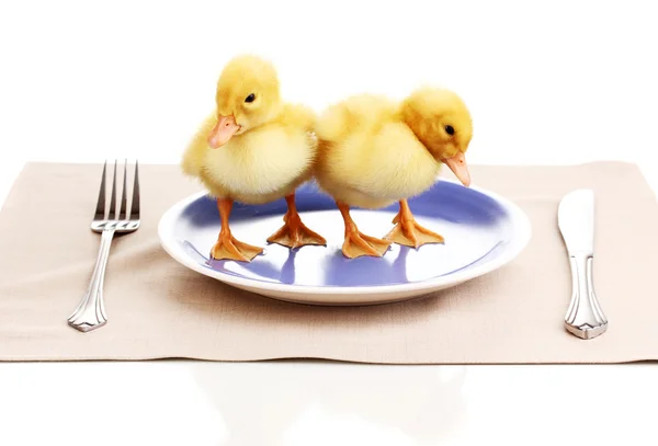 Canard et table isolés sur blanc — Photo