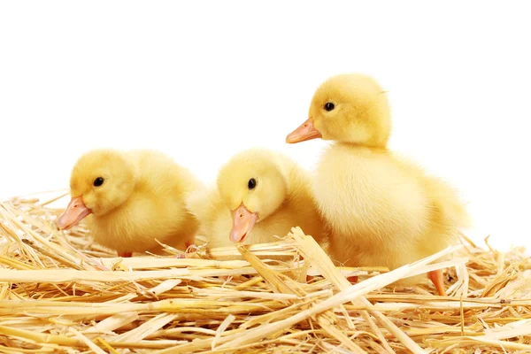 Three duckling on straw isolated on white — Stock Photo, Image