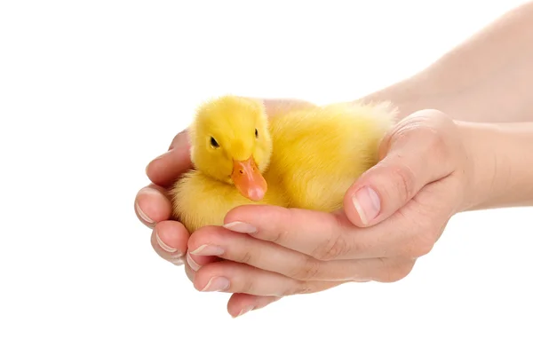 Duckling in hands isolated on white — Stock Photo, Image