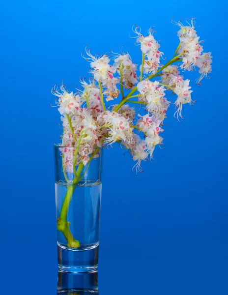 Chestnut flowers in a glass on bright colorful background — Stock Photo, Image