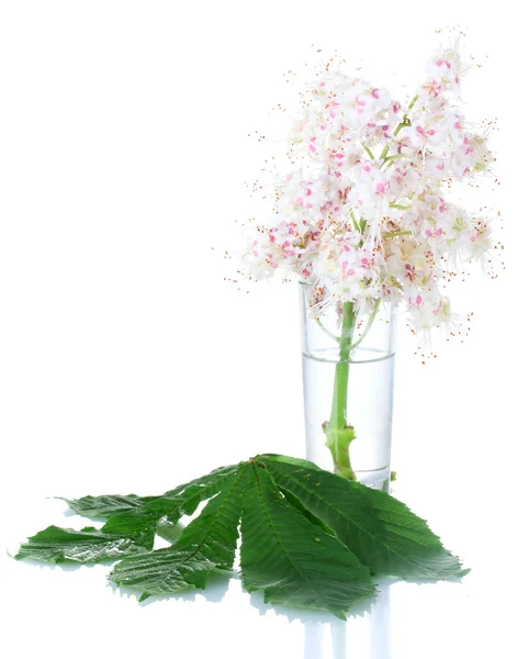 Kastanje bloemen in een glas geïsoleerd op wit — Stockfoto