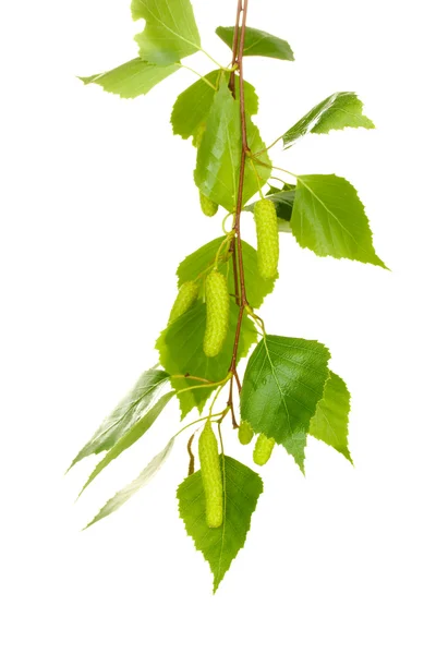 Izole üzerinde beyaz yeşil huş ağacı yaprakları — Stok fotoğraf