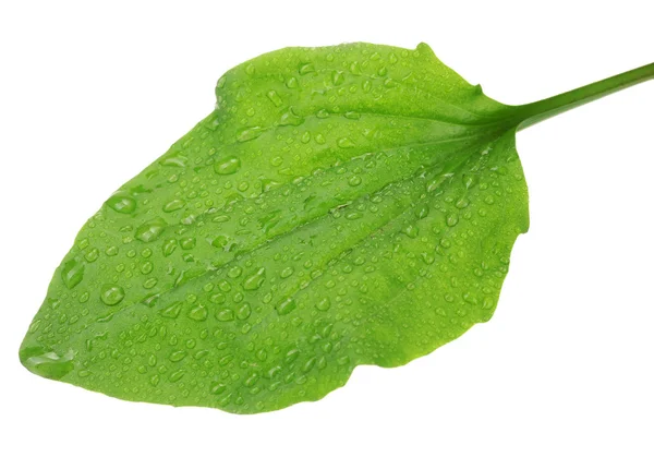 stock image Plantain leaf with drops isolated on a white