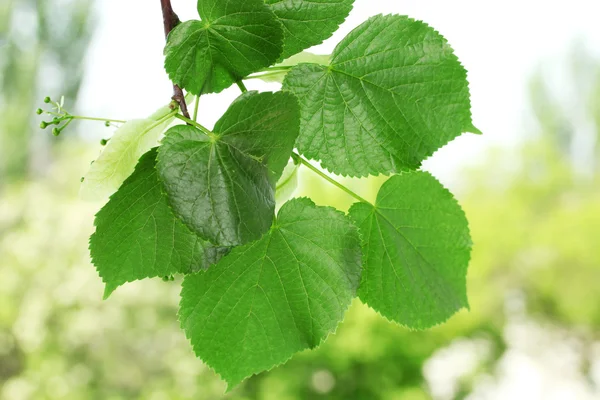 Linden groene bladeren op groene achtergrond — Stockfoto