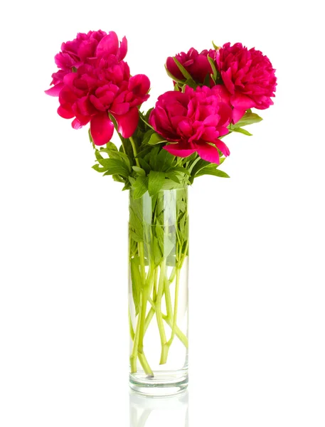 Belle peonie rosa in vaso di vetro con fiocco isolato su bianco — Foto Stock