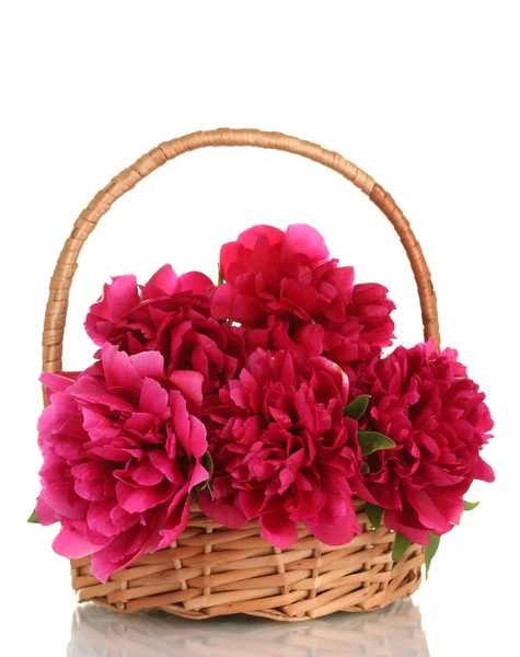 Красивые розовые пионы в корзине с луком изолированы на белом — стоковое фото
