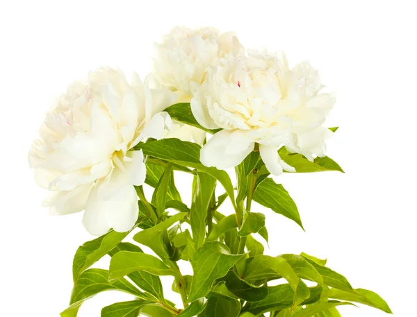 Stock image Beautiful peonies isolated on white