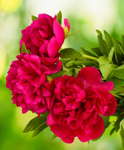Beautiful pink peonies on green background — Stock Photo, Image