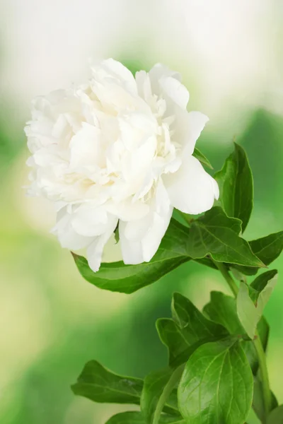 美丽的白牡丹绿色背景 — 图库照片