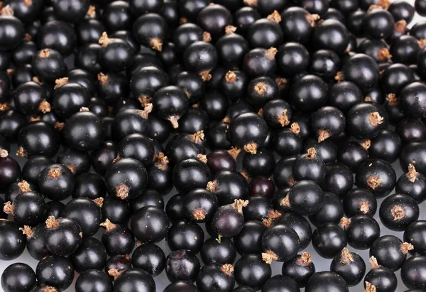 Black currant close-up — Stock Photo, Image